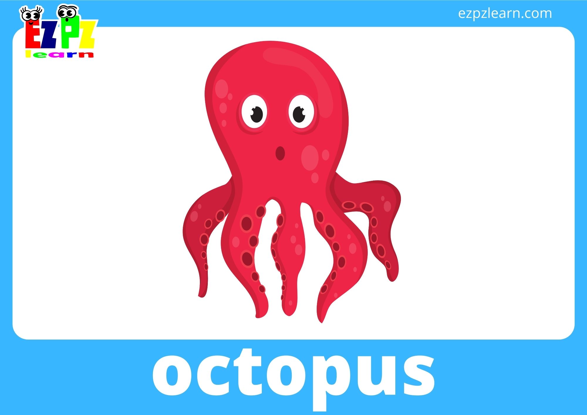 octopus